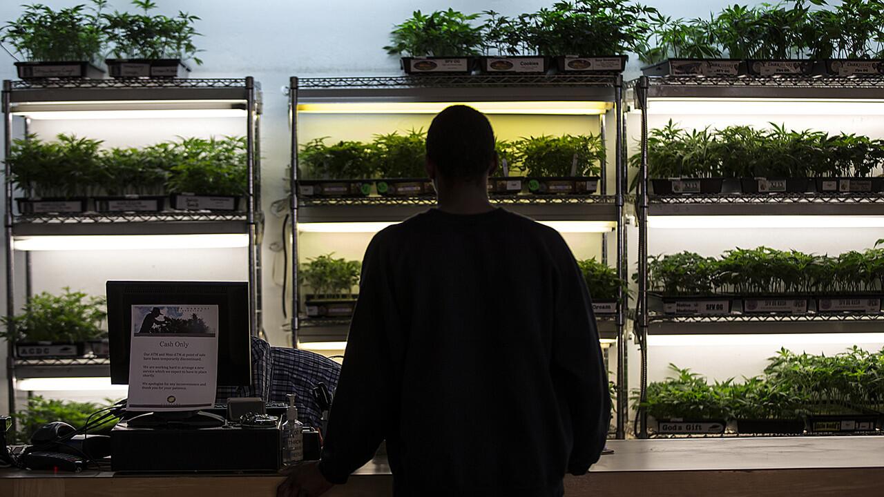 Cannabis plants are for sale at Oakland dispensary Harborside Health, which handles cash by the truckload. To pay local and state taxes, workers carry bags of bills to government offices, changing routes each time.