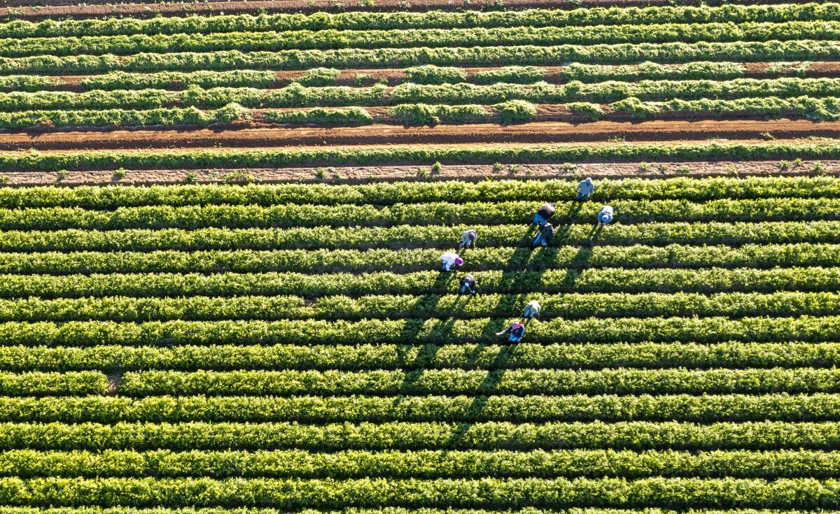 Aerial view of farmworkers in a green field .