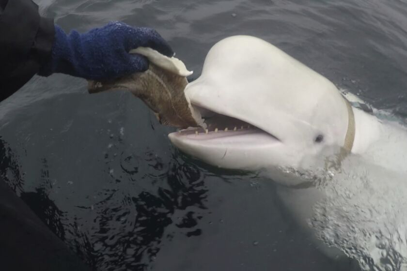 In this photo taken in April 2019 a beluga whale found in Arctic Norway is feeded. Norwegian authorities say that a beluga whale first spotted in Arctic Norway in 2019 with an apparent Russian-made harness and alleged to have come from a Russian military facility has been spotted off Sweden's west coast. (Jorgen Ree Wiig, Norwegian Directorate of Fisheries via AP)