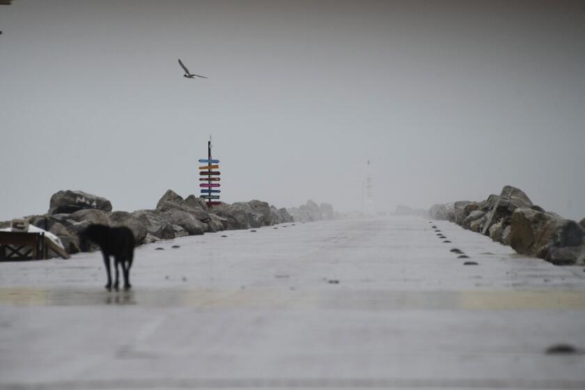 Un ave vuela por encima de un muelle desértico en Miramar, en el suroeste del Golfo de 惭é虫颈肠辞, el miércoles 19 de junio de 2024. (AP Foto/Fabian Melendez)