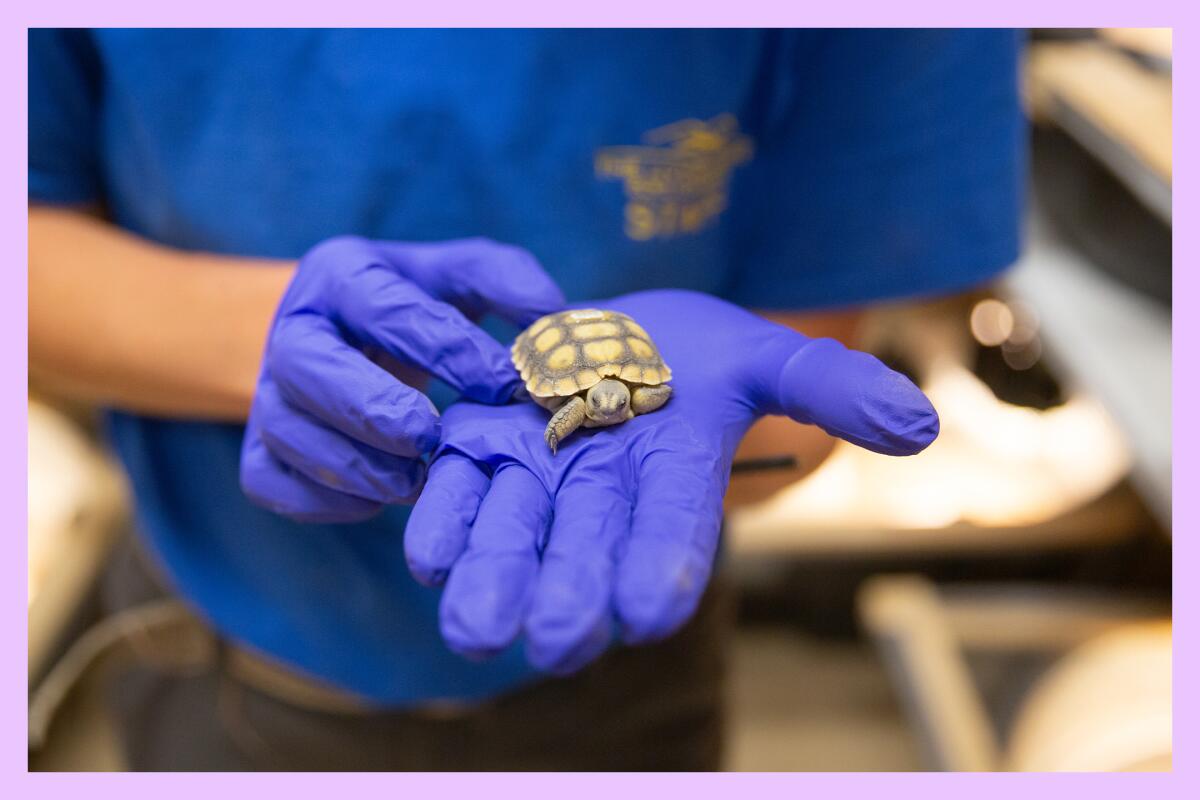 A tiny desert tortoise in the palm of a blue-gloved hand.