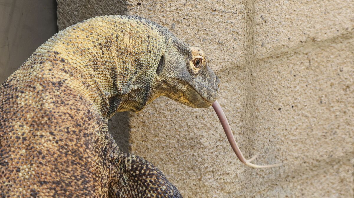 Ratu, a female Komodo dragon, at the new Komodo dragon exhibit at the San Diego Zoo. 