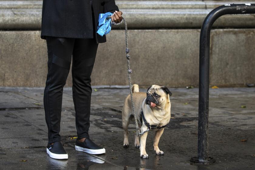 LOS ANGELES, CA --MARCH 23, 2020 - A woman wearing a mask stands with her dog, pausing during her walk, in downtown Los Angeles, CA, March 23, 2020, as the city is under a new mandate from California Gov. Gavin Newsom, to stay home, with only essential businesses allowed to stay open, as a preventative measure of the COVID-19 spread. (Jay L. Clendenin / Los Angeles Times)