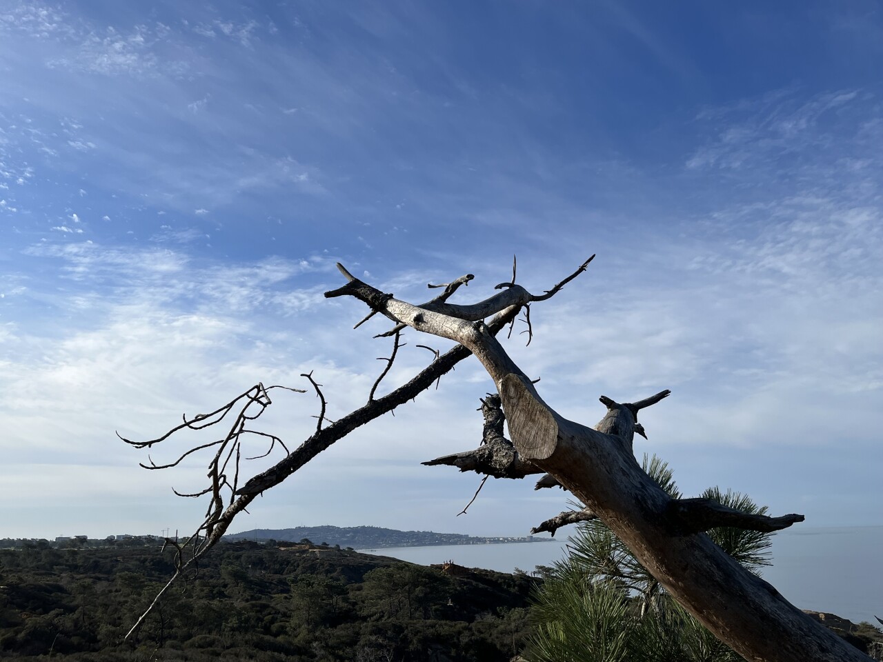 This photo taken on the Guy Fleming Trail at Torrey Pines State Reserve resembles a giraffe greeting hikers. 