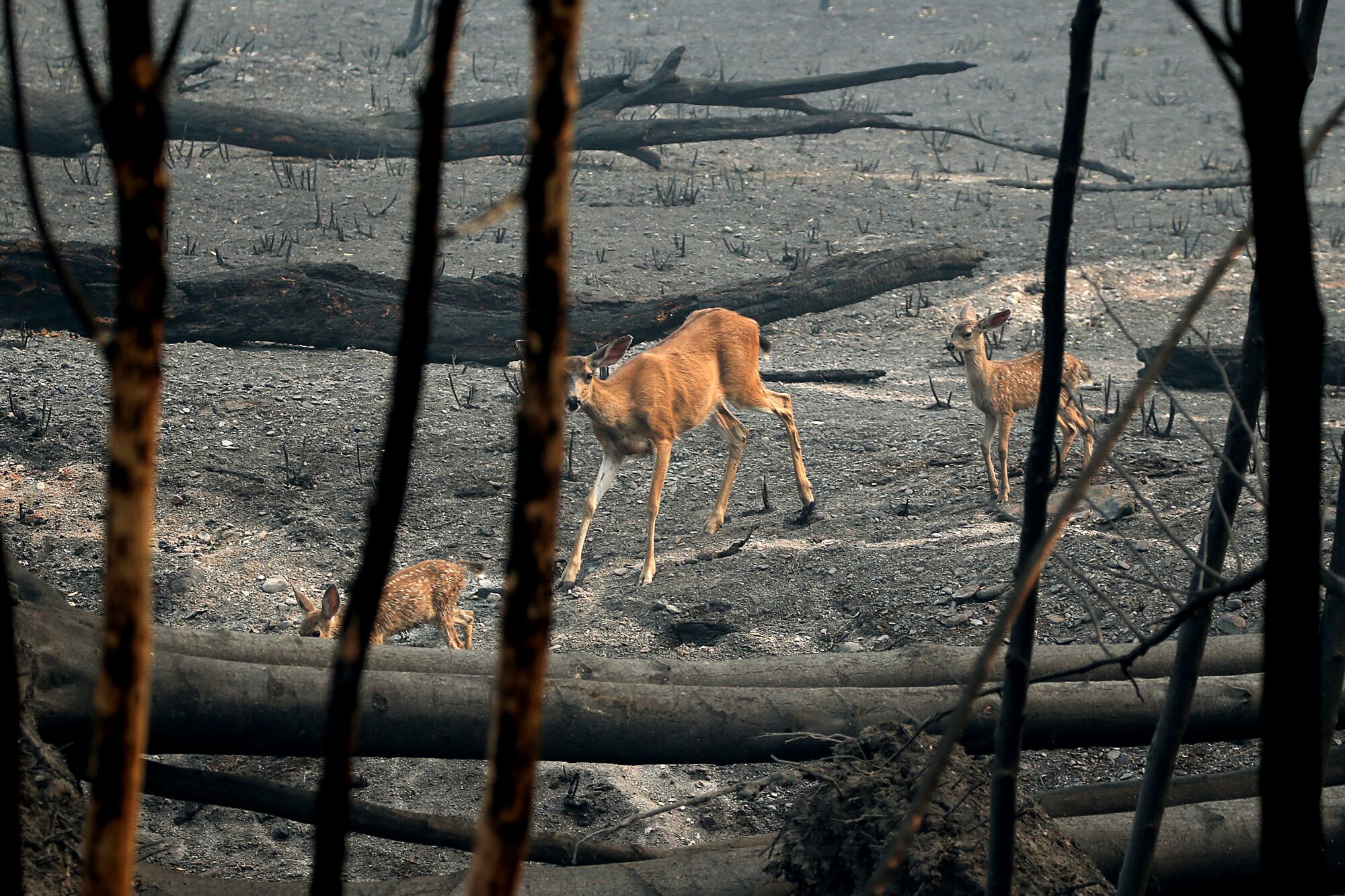 A doe and fawn forage in the burn zone of the McKinney fire near Yreka.