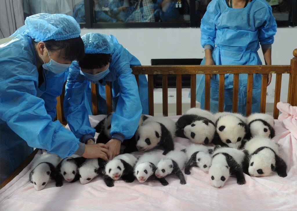 Panda cubs in China