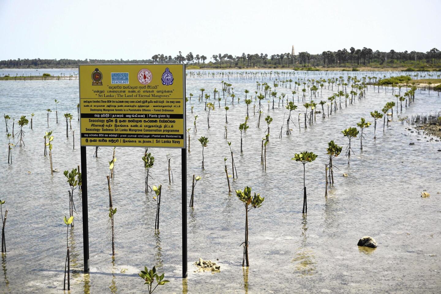Small mangrove plants are meant to replenish some of the tropical trees that have been lost in Sri Lanka. The California-based environmental nonprofit Seacology has pumped millions of dollars into mangrove restoration projects on this island nation.