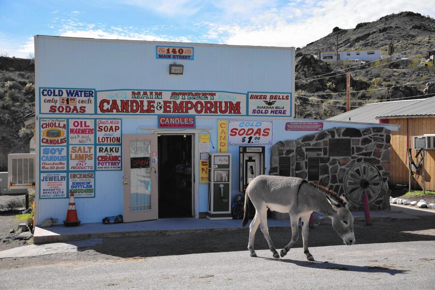 The most famous residents of Oatman, Ariz., are the wild burros that roam freely between shops.