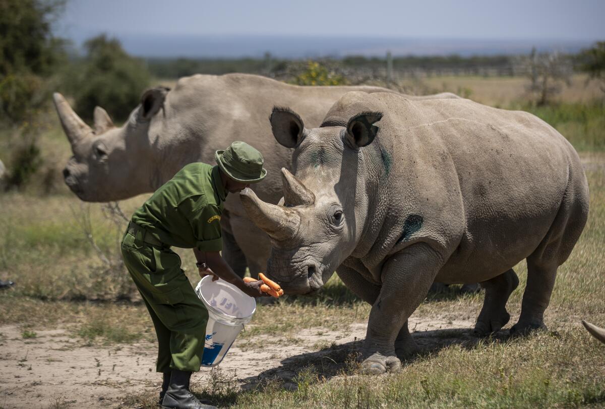 A ranger at Kenya's Ol Pejeta Conservancy feeds Fatu. She and Najin are the last two northern white rhinos on the planet.