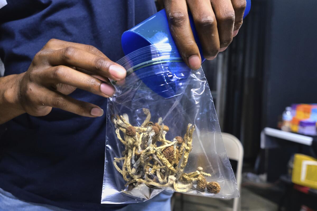 ARCHIVO - Un vendedor embolsa hongos psilocibios en un establecimiento de cannabis en Los ngeles, California, el 24 de mayo de 2019. (AP Foto/Richard Vogel, Archivo)