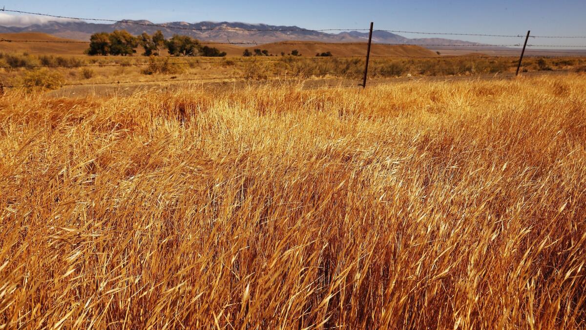 A view of the proposed Centennial project on Tejon Ranch from Highway 138.