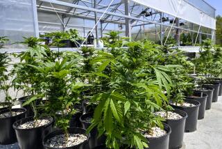 ARCHIVO - Esta fotografía del 12 de mayo de 2023 muestra plantas de marihuana en un vivero protegido en el condado Washington, Nueva York. (AP Foto/Hans Pennink, archivo)