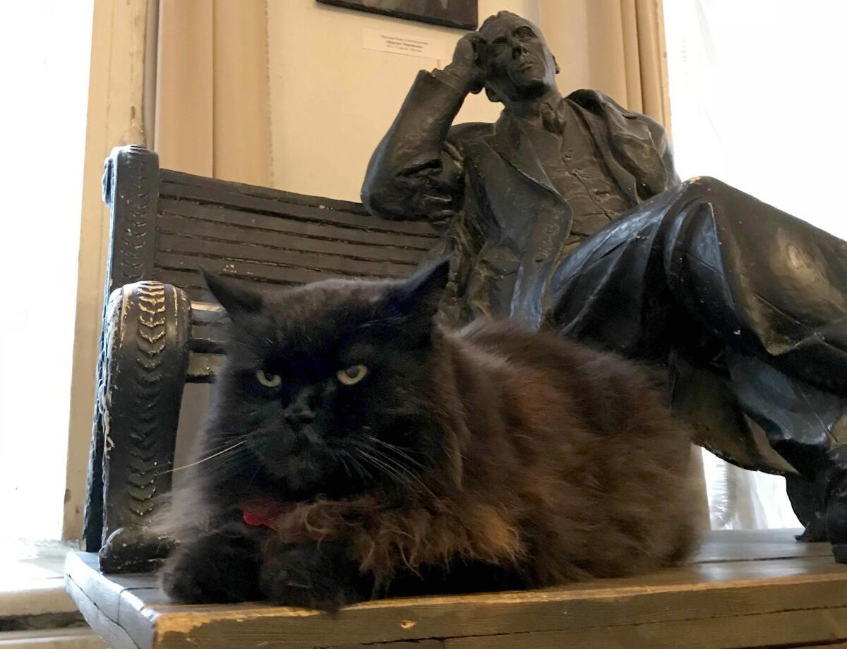Begemot the cat sits on a table in the Mikhail Bulgakov museum in Moscow. The cat disappeared briefly last week, sending shock waves through the Russian internet.