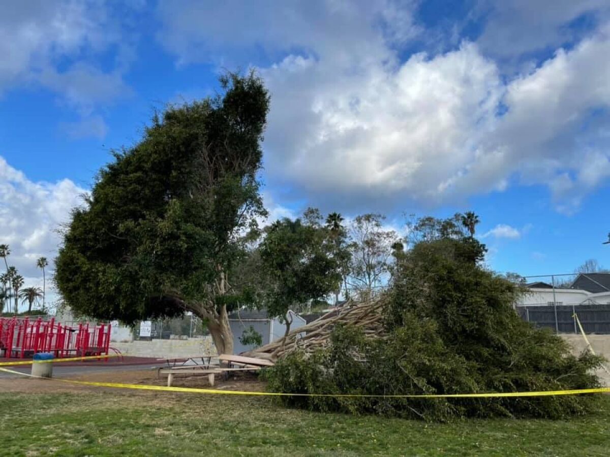 This ficus tree on the Bird Rock Elementary joint-use field was damaged during a storm this year and was later removed.