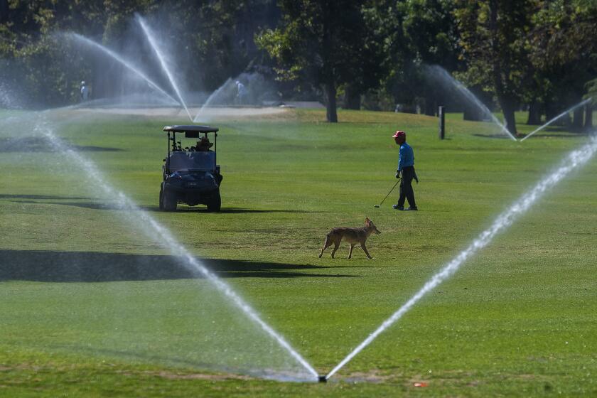 LOS ANGELES, CA-JULY 20, 2023: A coyote wanders onto the fairway, with the sprinklers turned on as a golfer makes his way back to his cart after hitting a shot on the 16th hole of the Harding golf course at Griffith Park. (Mel Melcon / Los Angeles Times)