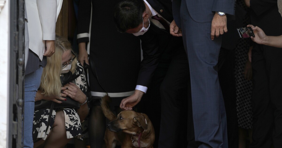 Top Dog: Domáce zviera gréckeho vodcu preruší tlačovú konferenciu