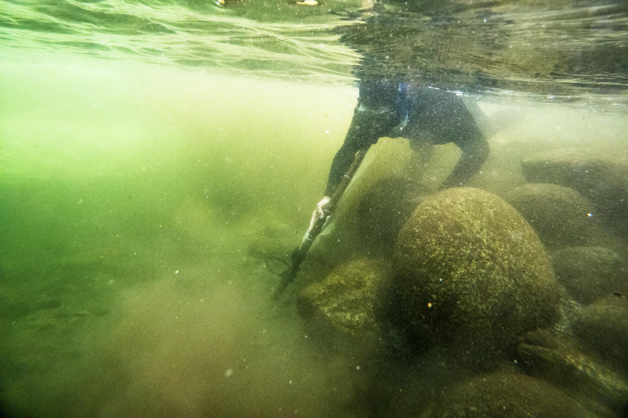 A member of a Karuk Tribe team searches for juvenile salmon to catch with a net during a survey in Wooley Creek. 