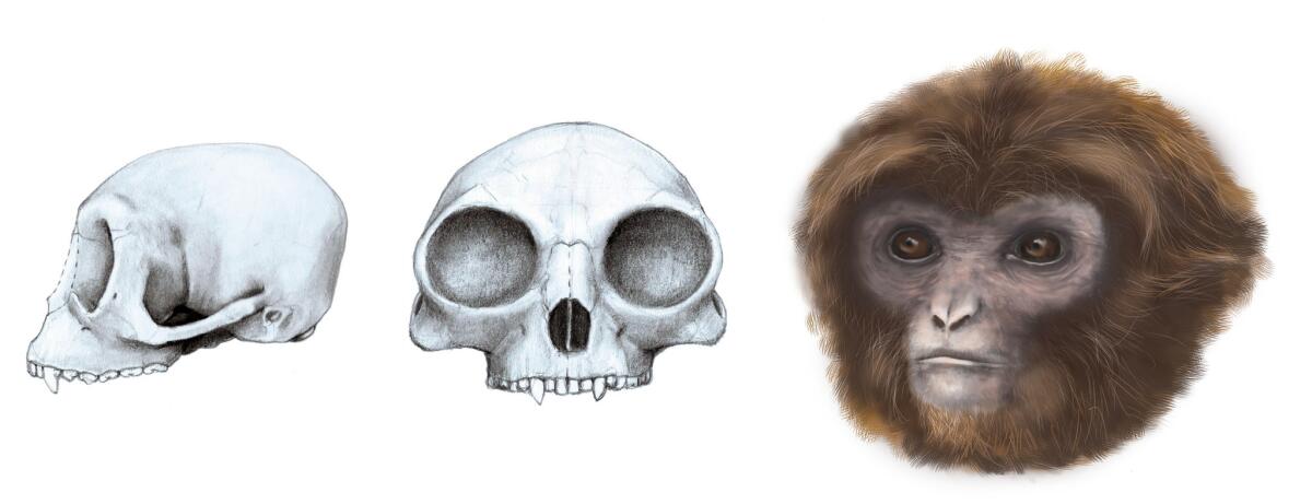 Pliobates cataloniae, an extinct species of primate, may shed light on the common ancestor of lesser and great apes.