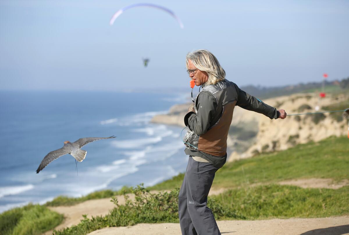 David Metzgar works with his falcon Sophia doing lure-flying at the Torrey Pines Gliderport in La Jolla on Jan.14, 2020. Metzgar runs Total Raptor Experience, where he teaches (on land and air) about falcons, hawks and owls. Guests can also fly in a paraglider as his lanner falcon fly along side them.