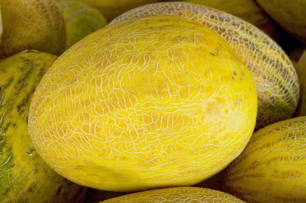 Melon harvest