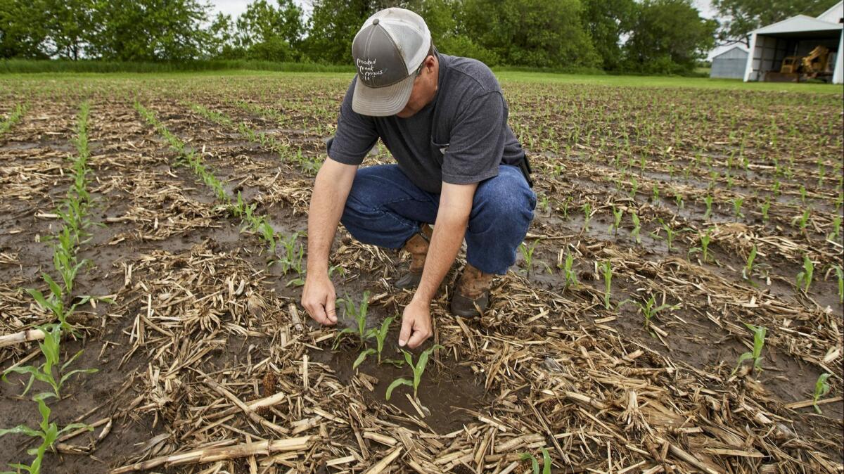 Jeff Jorgenson examines young corn plants on a partially flooded field he farms near Shenandoah, Iowa, on May 29.