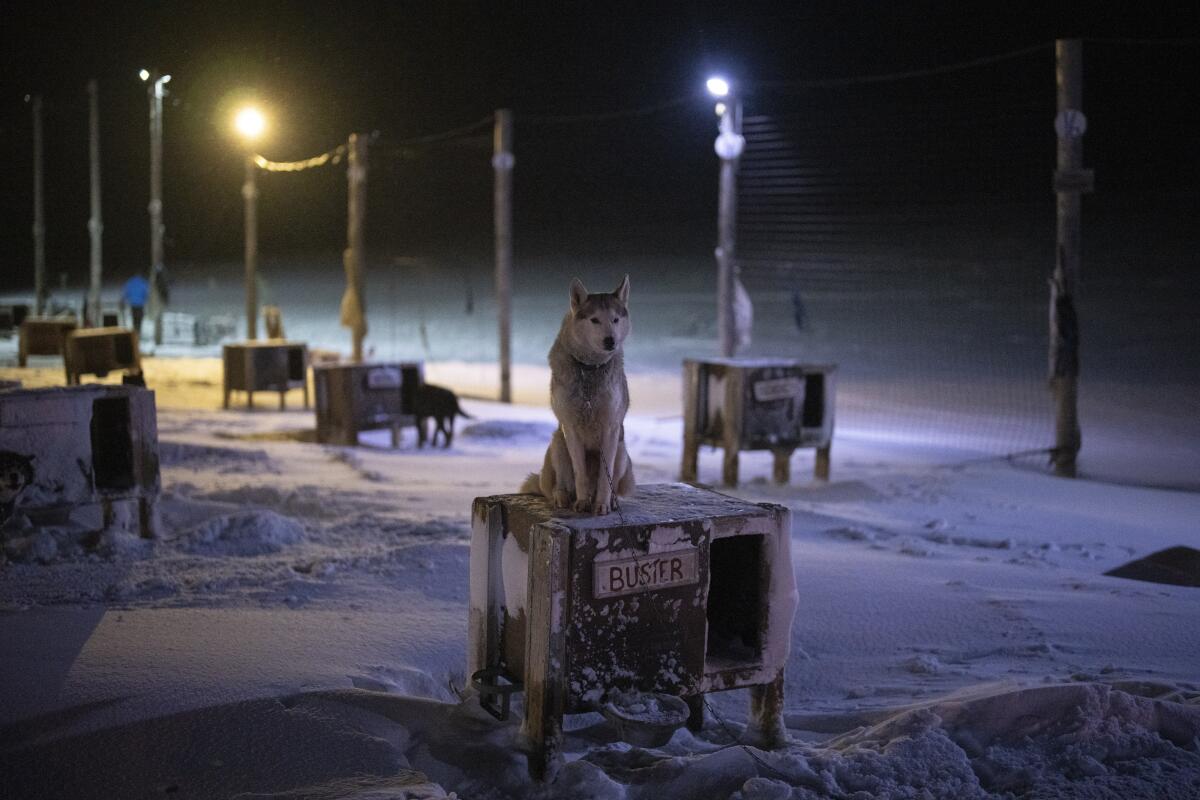 A dog sits on top of its shelter at a dog yard in Bolterdalen, Norway, Tuesday, Jan. 10, 2023. The yard is located half a dozen miles from the main village in Svalbard, a Norwegian archipelago so close to the North Pole that winter is shrouded in uninterrupted darkness. (AP Photo/Daniel Cole)