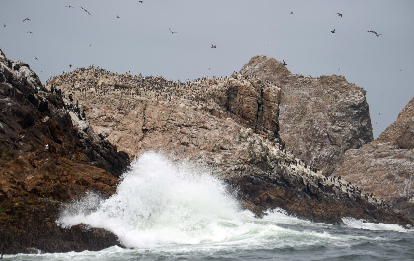 With thousands of birds nearby, waves crash ashore at one of the Farallon Islands, about 30 miles off San Francisco.
