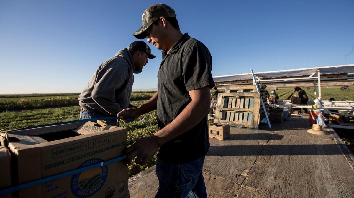 Diego Romo, left, and Jose Lopez put boxes of cantaloupe on pallets on a trailer in the fields of Del Bosque Farms in Los Banos, Calif.