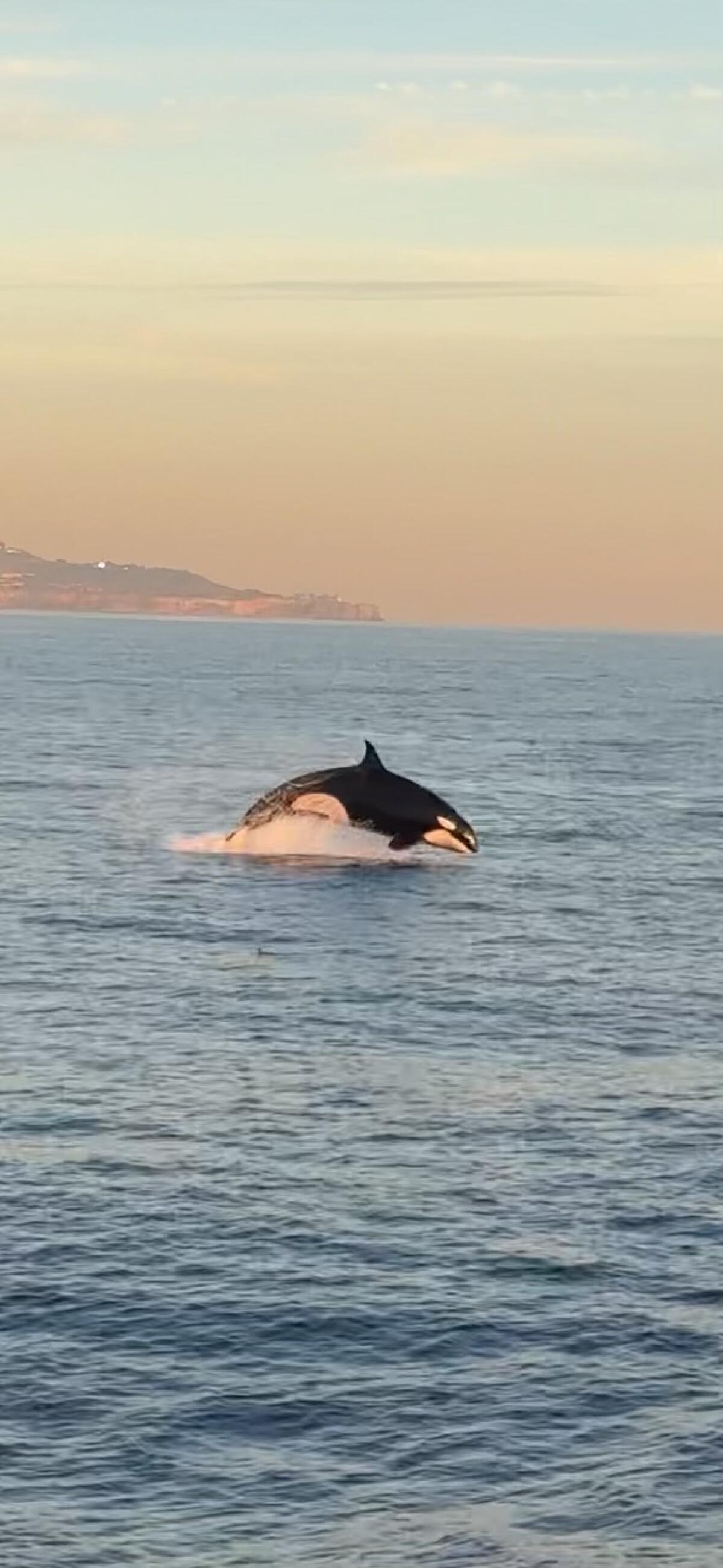 An orca is photographed near Palos Verdes Peninsula on Dec. 11. It's believed they're native to Mexico and Central America.