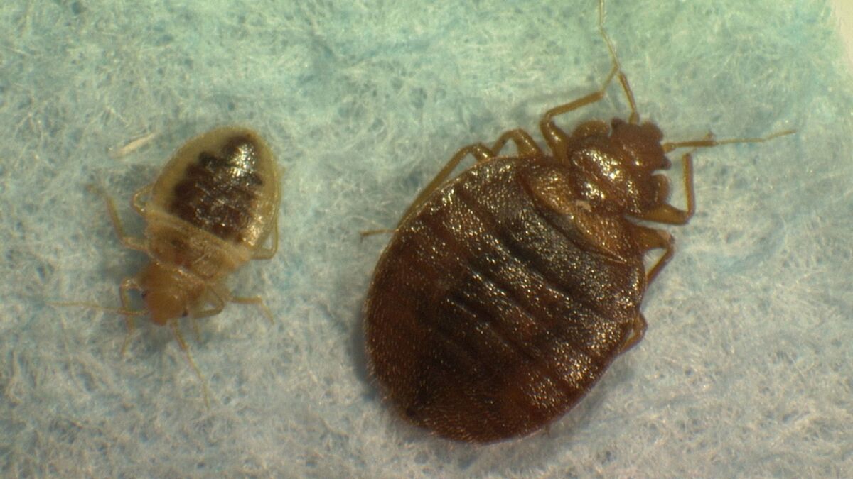 This photo provided by Virginia Tech Department of Entomology, taken in 2008, shows two bedbugs. A lawyer for 16 former and current tenants of Park La Brea said he has won a $3.5-million verdict against the apartment complex over a bedbug infestation.