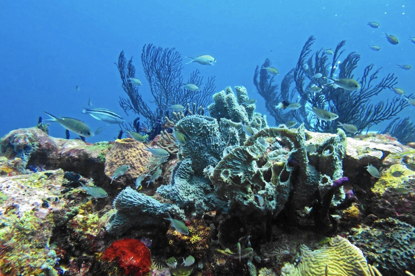 ct-cth-travel-saint-vincent-4-coral-marine-life-b-20160411