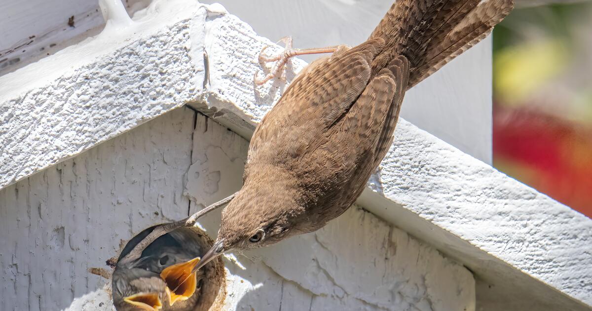 What Do Baby Blue Jays Eat? - Bird Feeder Hub