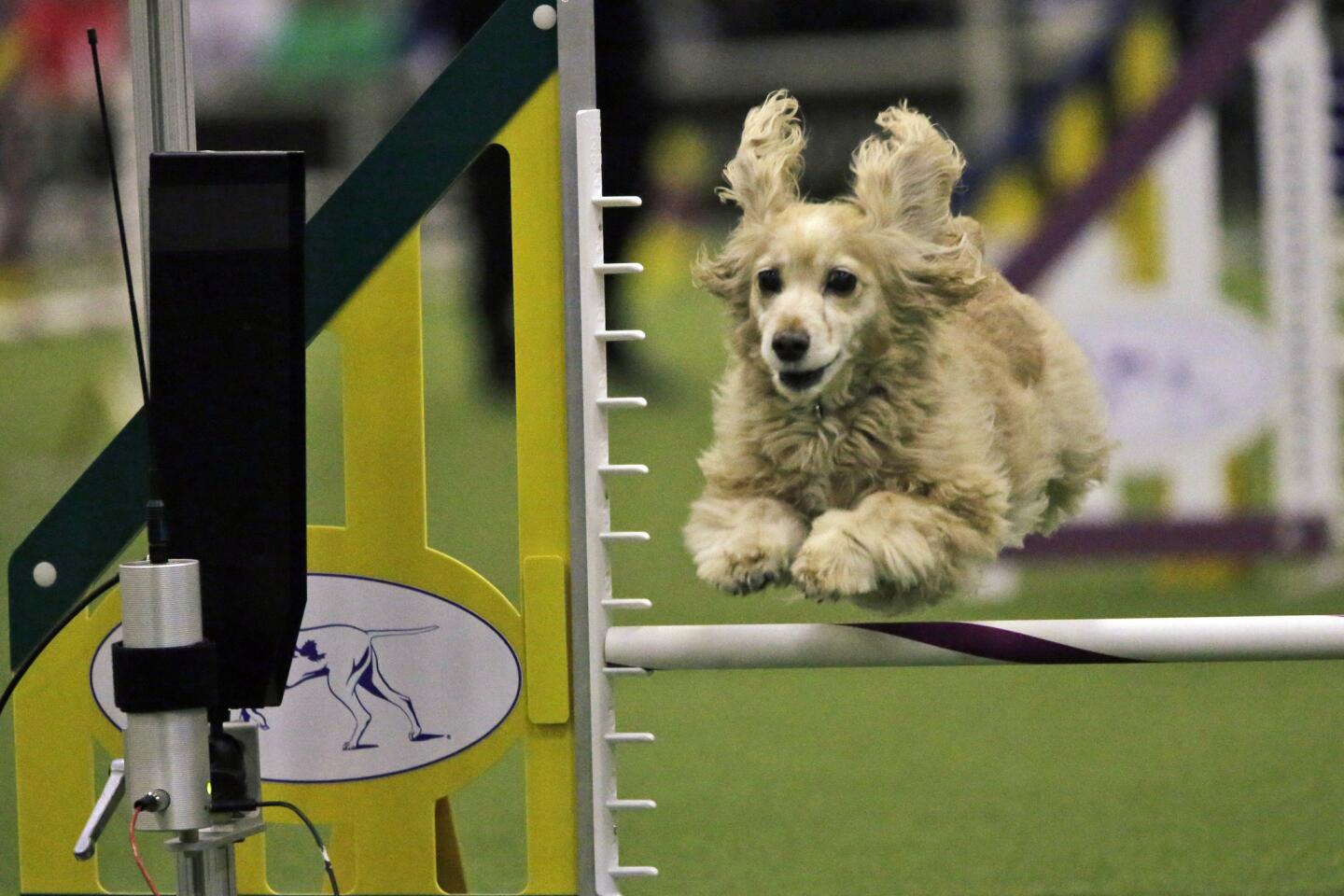 Westminster Kennel Club agility contest Los Angeles Times