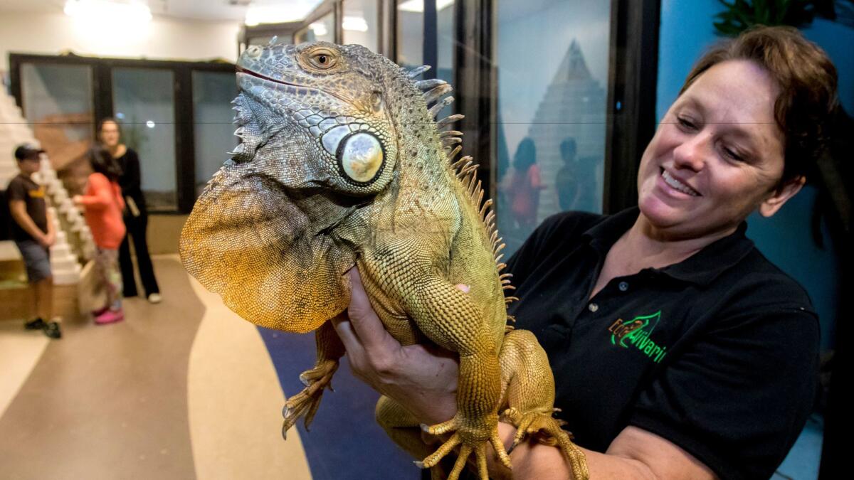 Susan Nowicke shows off "Chance," a green iguana at her new EcoVivarium living museum, which recently opened in Escondido. The museum is designed to teach children about reptile and bug species and their habitats.