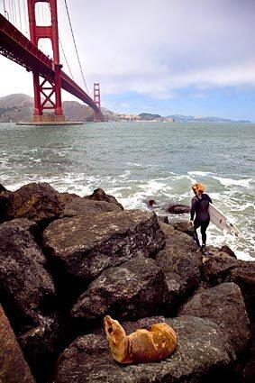 A malnourished sea lion pup sits stranded on rocks near the Golden Gate Bridge as a surfer makes his way to the water.