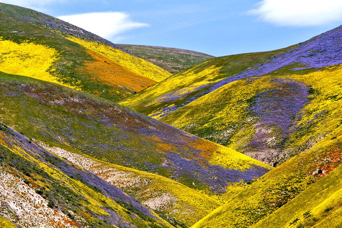 Hills covered in yellow, purple and green flowers.