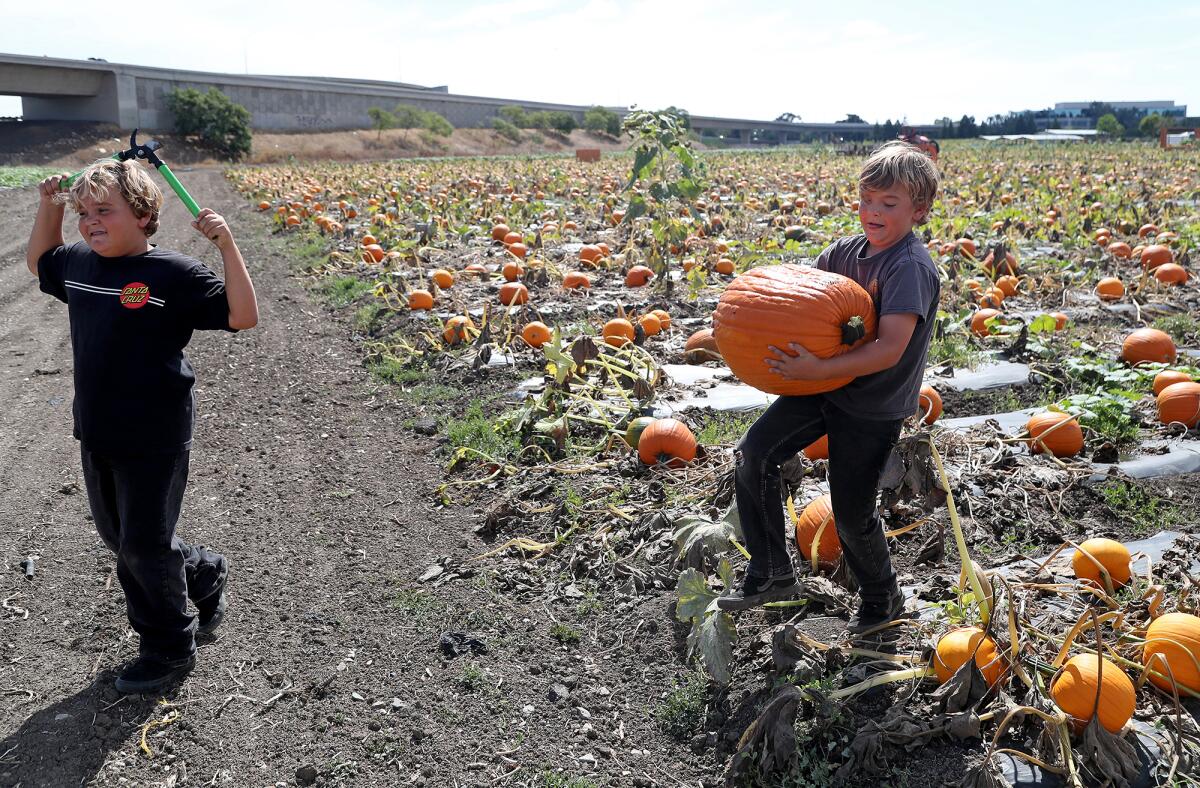 Max Jaramillo, 11, right, and brother Ben, 9, bring home a huge haul Friday from a pumpkin patch at Costa Mesa's Hana Field. 