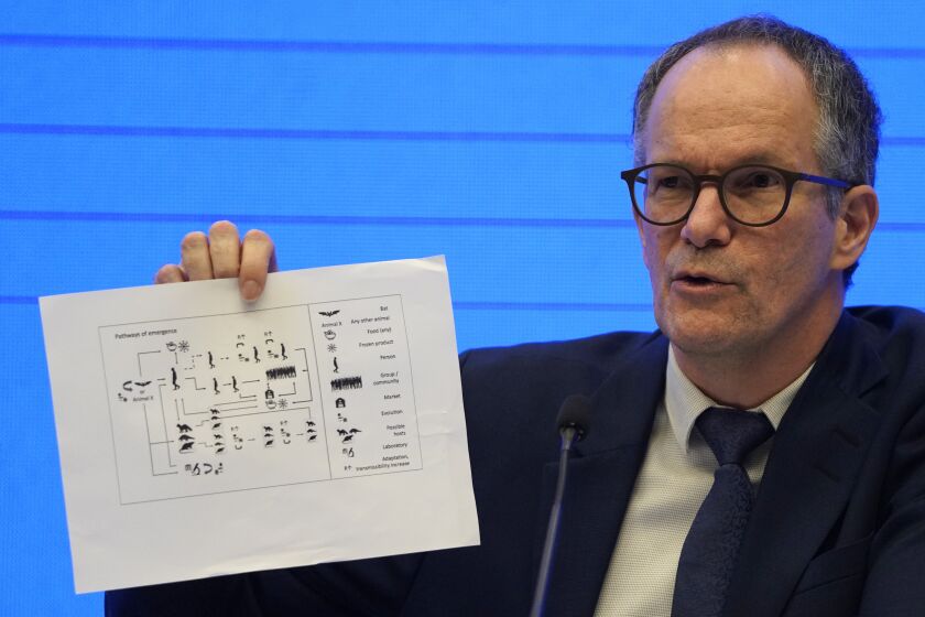 Peter Ben Embarek, of the World Health Organization team holds up a chart showing pathways of transmission of the virus during a joint press conference held at the end of the WHO mission in Wuhan in central China's Hubei province on Tuesday, Feb. 9, 2021. (AP Photo/Ng Han Guan)