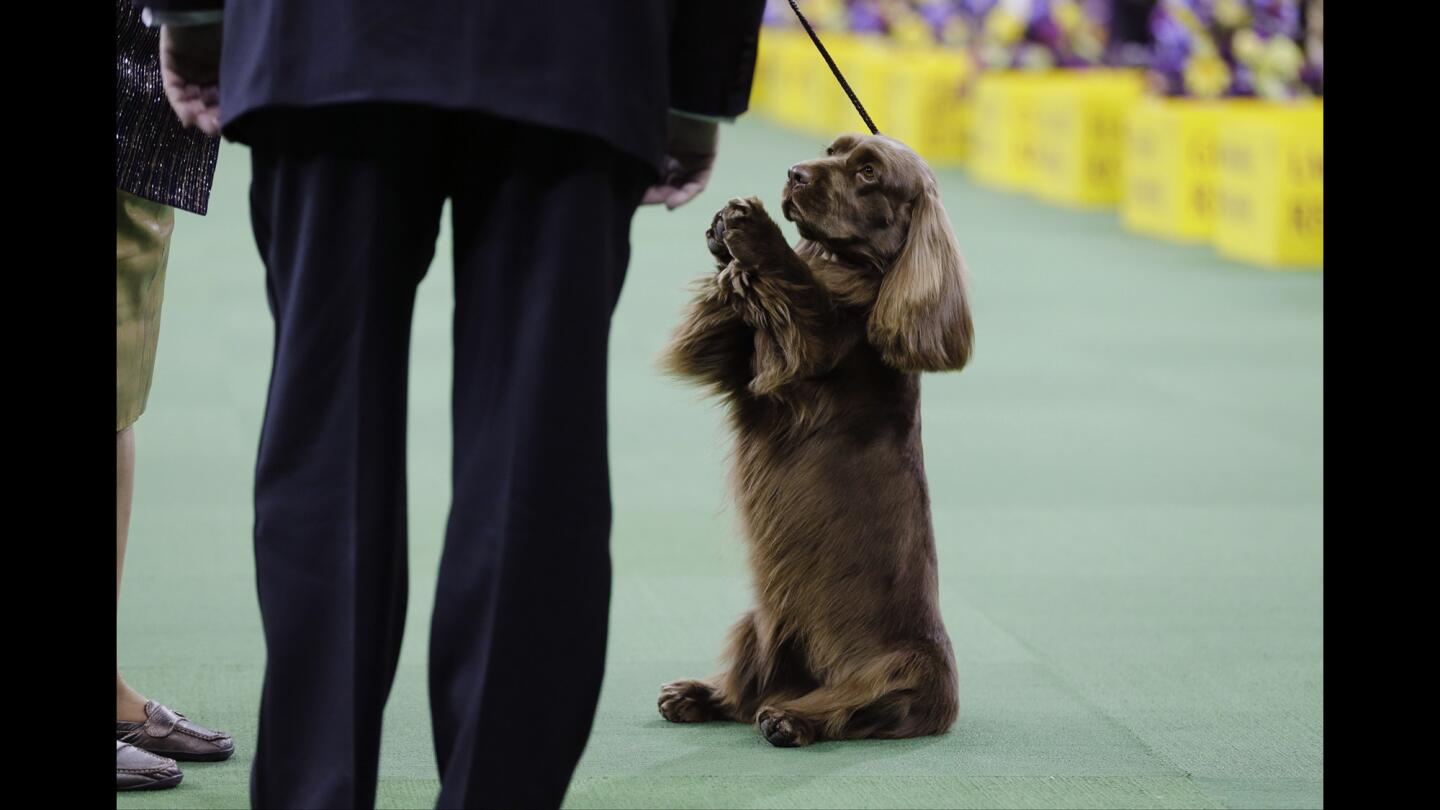 Westminster Kennel Club Dog Show