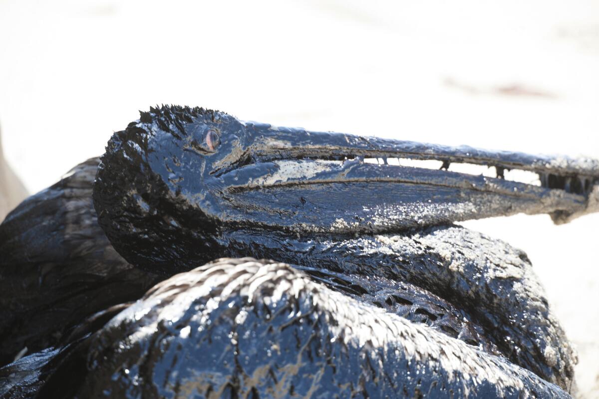 A pelican covered in oil sits on a beach about a mile west of Refugio State Beach on Wednesday, May 20.