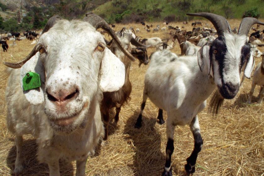 ME.Goat1.070694.MB??(Laguna Beach)??The City Of Laguna Beach is using a herd of 500 goats to clear the brush covered hills in Laguna Canyon as part of fire prevention program.