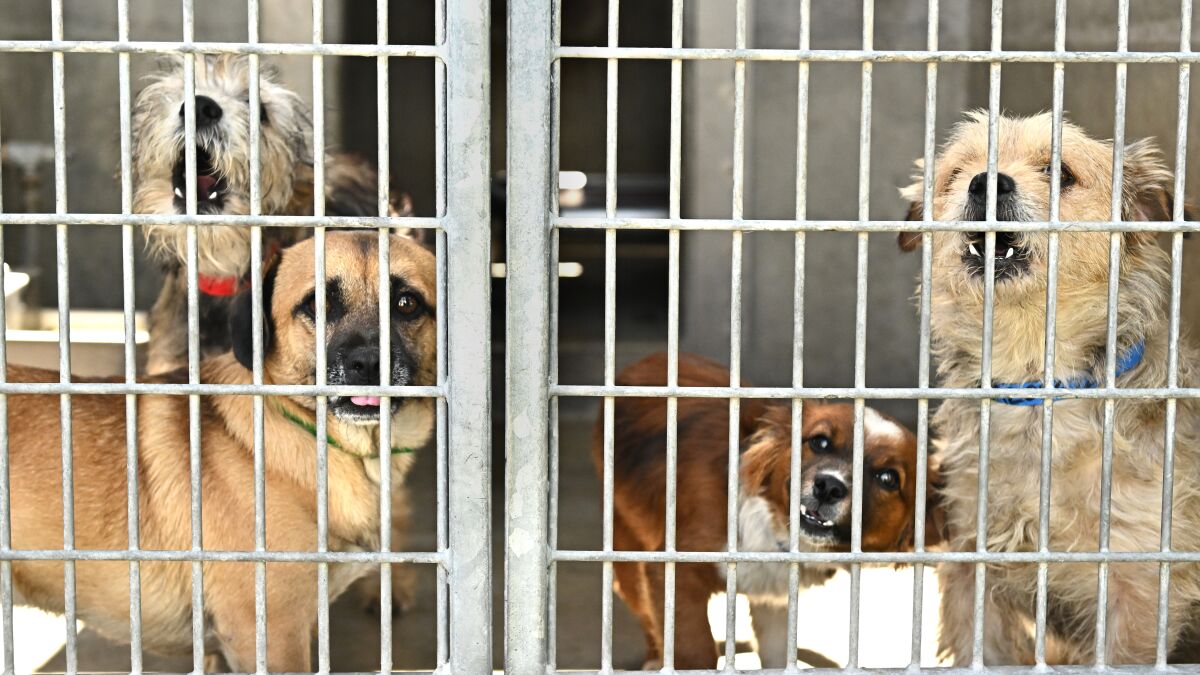lood Matron zuigen L.A. Animal Services staffer regrets dog remarks - Los Angeles Times