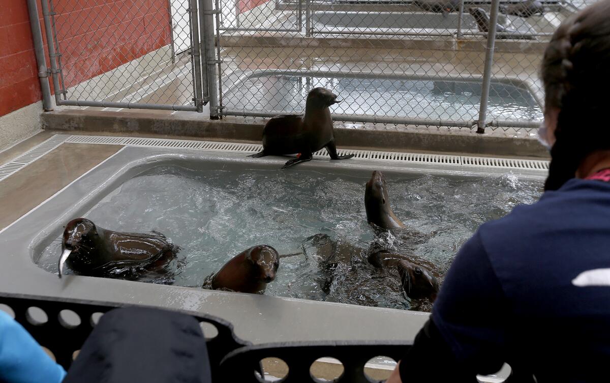 Staff members feed sea lions at the Pacific Marine Mammal Center in Laguna Beach on March 1.