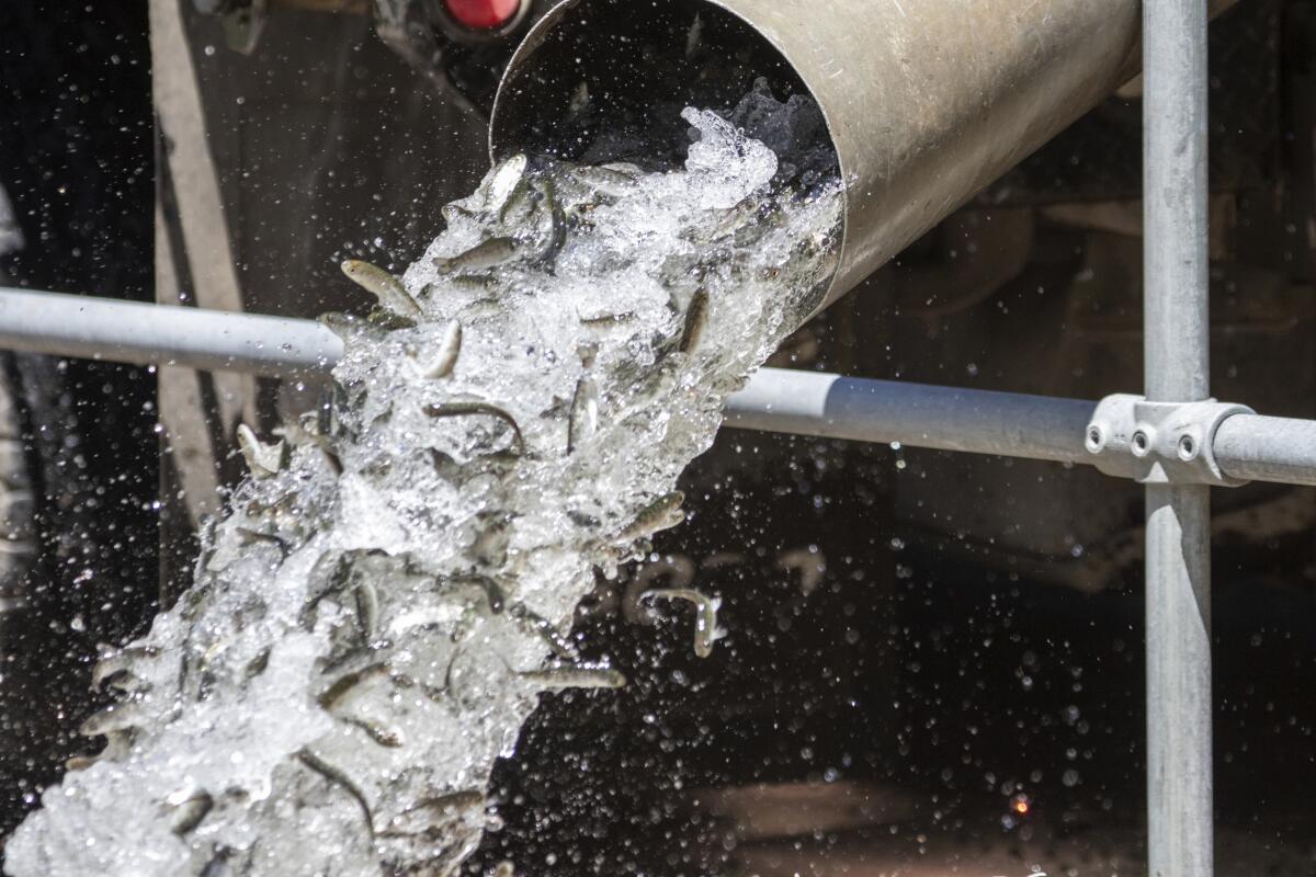 Salmon and water fall from a tube