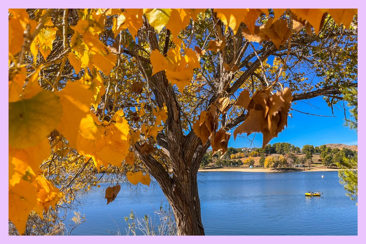 Fall colors are visible on a lake-side tree as two people paddle their raft across the Castaic Lagoon.
