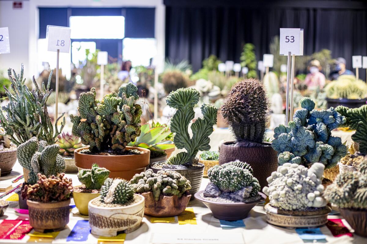 A selection of small cactus and succulent plants at the 35th Inter-city Cactus & Succulent Show & Sale.