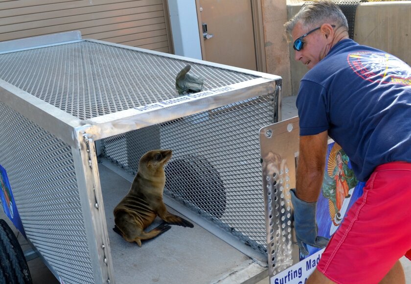 Encinitas lifeguard Sgt. Robert Veria ensures a sea lion doesn’t scamper out of a rescue cage, which was paid for by the Surfing Madonna Oceans Project. Lifeguards have been saving more sea lions this year.
