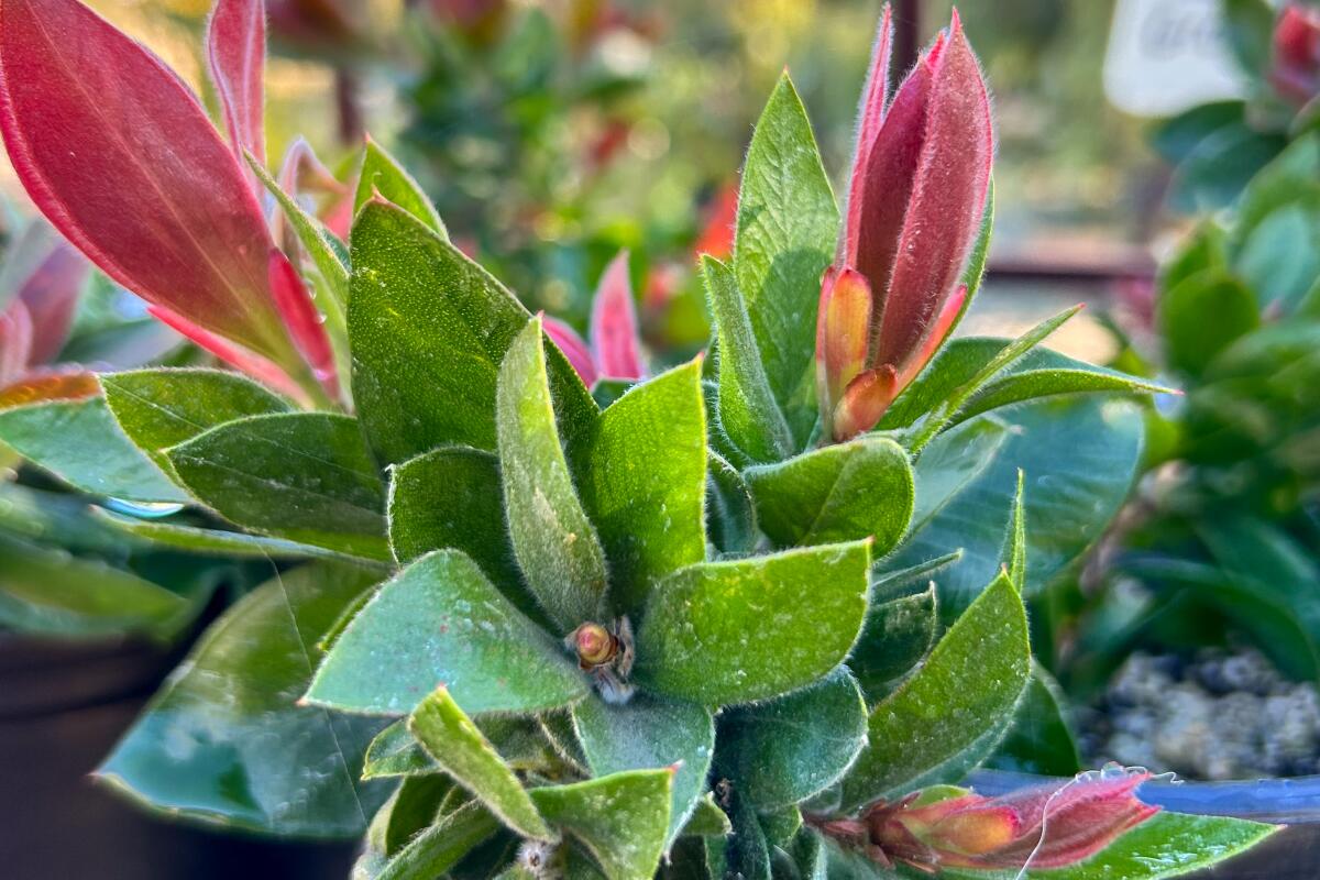 Australian ground cover Callistemon Red Rover with green branches that end in red tips