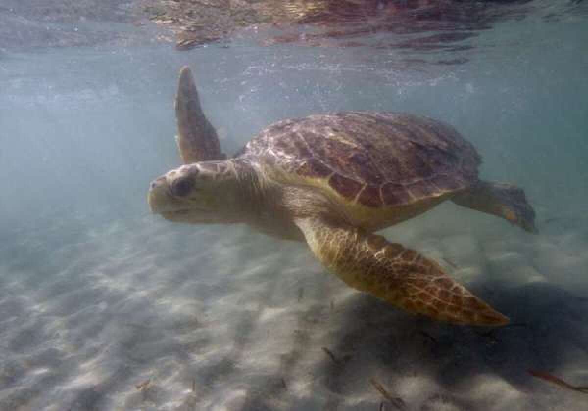 A loggerhead sea turtle off the Florida coast.