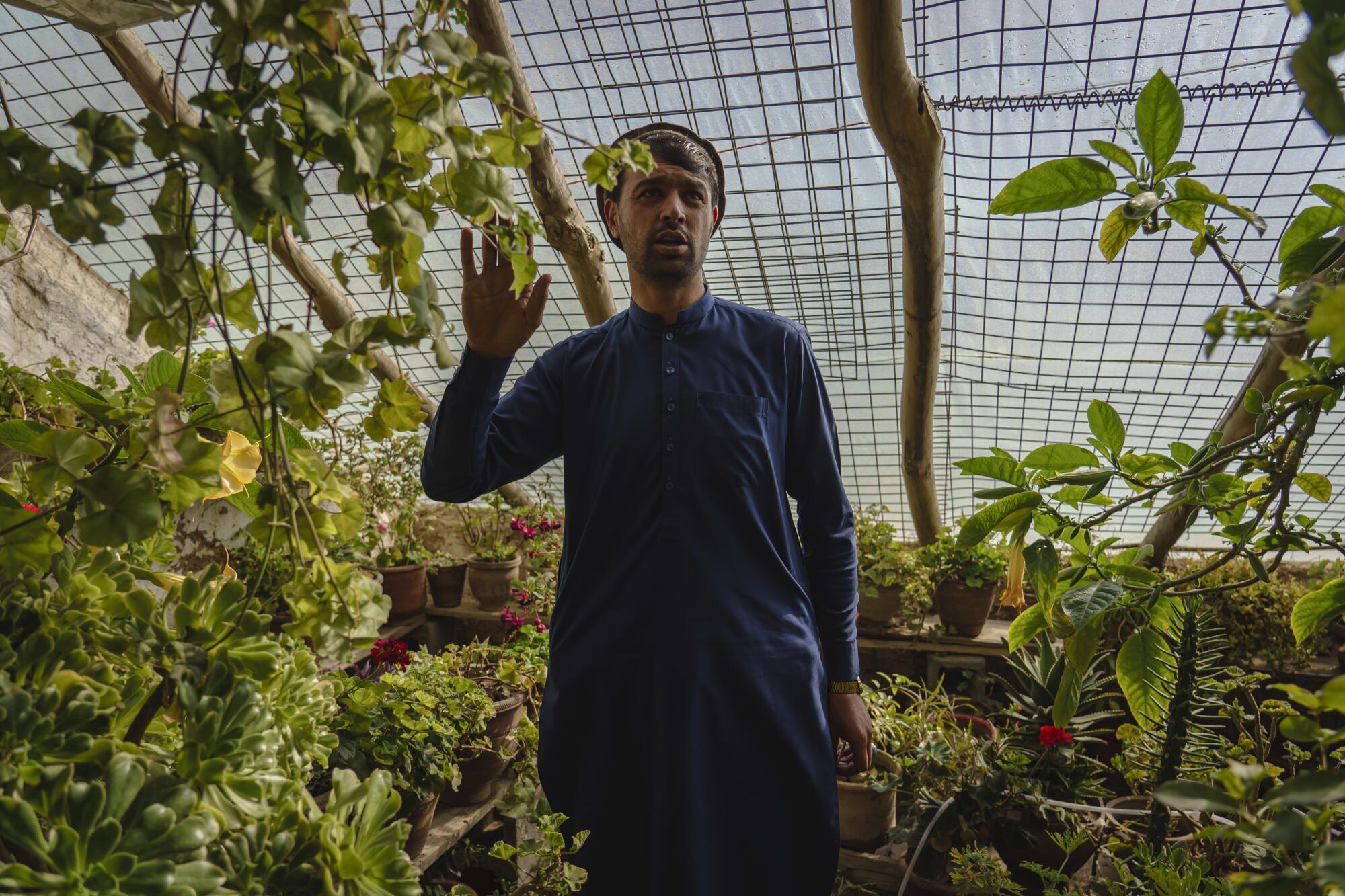 Sarda Wali, in Afghan garb, stands amid potted green plants; overhead is wire mesh held up by long tree limbs.